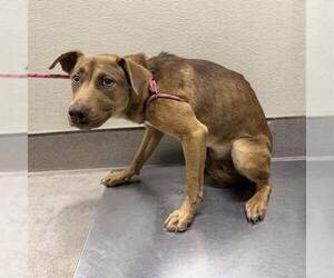 German Shepherd Dog-Unknown Mix Dogs for adoption in Modesto, CA, USA