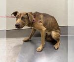 Small German Shepherd Dog Mix
