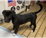 Small #2 Mutt