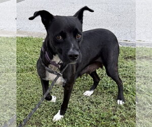 Labrador Retriever-Unknown Mix Dogs for adoption in Sanford, FL, USA
