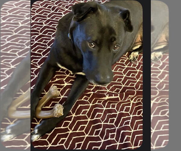 Medium Photo #4 Labrador Retriever-Unknown Mix Puppy For Sale in Atlanta, GA, USA