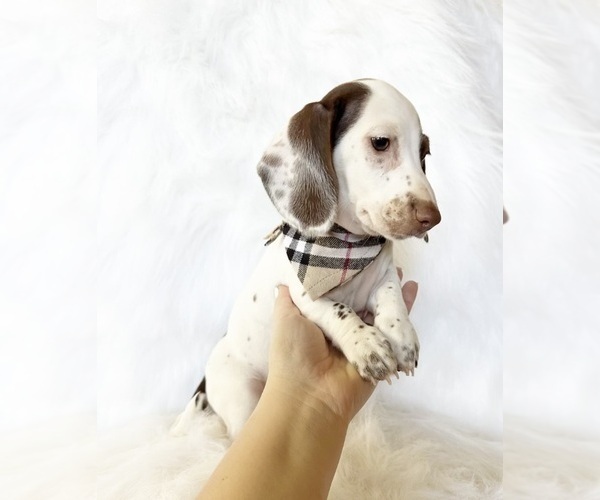 Medium Photo #1 Dachshund Puppy For Sale in DAVIS, CA, USA