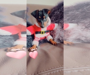 Miniature Pinscher Puppy for sale in ATLANTA, GA, USA