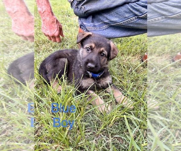 Medium Photo #2 German Shepherd Dog Puppy For Sale in SENECA, SC, USA