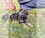 Small Photo #2 German Shepherd Dog Puppy For Sale in SENECA, SC, USA