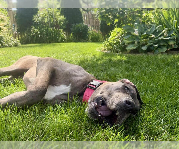Medium Photo #3 Great Dane Puppy For Sale in Wheaton, IL, USA