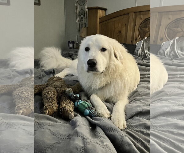Medium Photo #4 Great Pyrenees-Unknown Mix Puppy For Sale in Euless, TX, USA