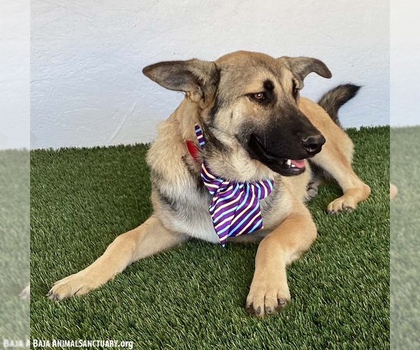 Medium Photo #6 German Shepherd Dog-Unknown Mix Puppy For Sale in San Diego, CA, USA