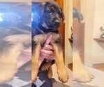 Small Photo #3 German Shepherd Dog Puppy For Sale in WASHOUGAL, WA, USA