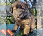 Puppy Puppy 3 red German Shepherd Dog-Malinois Mix