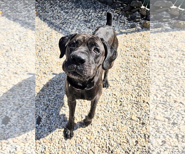 Medium Photo #1 Mutt Puppy For Sale in Manahawkin, NJ, USA
