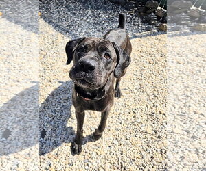 Mutt Dogs for adoption in Manahawkin, NJ, USA
