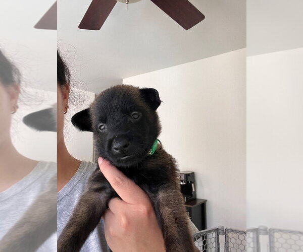 Medium Photo #2 Mutt Puppy For Sale in Lake Forest, CA, USA