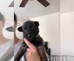 Small #1 Mutt