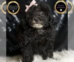 Puppy Shirley AKC Poodle (Toy)