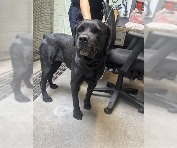 Medium Photo #1 Mutt Puppy For Sale in Stockton, CA, USA