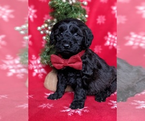 Double Doodle Puppy for sale in CHRISTIANA, PA, USA