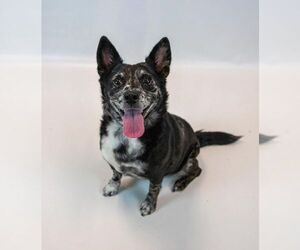 Vanessa - Female Mutt Dog for Adoption - Photo #5