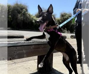 MYSTIQUE - Female Mutt Dog for Adoption - Photo #2