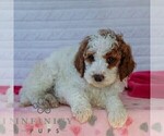 Small Photo #4 Goldendoodle (Miniature) Puppy For Sale in LITITZ, PA, USA