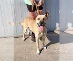Small Dutch Shepherd  Mix
