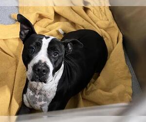 American Pit Bull Terrier-Unknown Mix Dogs for adoption in Orange, CA, USA