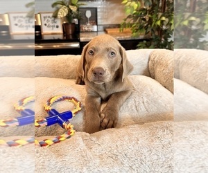 Labrador Retriever Puppy for sale in GREENWOOD, IN, USA