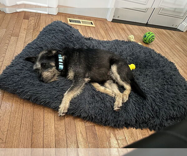 Medium Photo #7 Mutt Puppy For Sale in Lawrenceville, NJ, USA