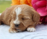 Small Photo #8 ShihPoo Puppy For Sale in THORP, WI, USA