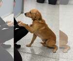 Small Photo #2 Golden Retriever Puppy For Sale in Bonita Springs, FL, USA