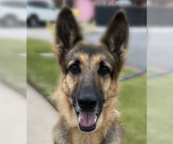 Medium Photo #1 German Shepherd Dog Puppy For Sale in Newport Beach, CA, USA