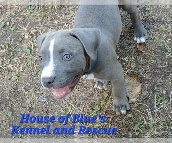 Medium Photo #6 American Pit Bull Terrier Puppy For Sale in DELAWARE, OH, USA