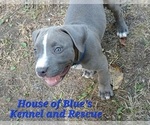 Small #5 American Pit Bull Terrier