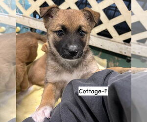 Collie-Unknown Mix Dogs for adoption in GILBERTS, IL, USA