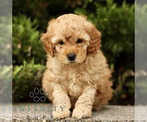 Goldendoodle (Miniature) Puppy for sale in KINZERS, PA, USA