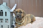 Small Photo #6 Boerboel Puppy For Sale in HONEY BROOK, PA, USA