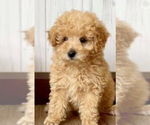 Image preview for Ad Listing. Nickname: Baby