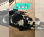 Small #7 Bernese Mountain Dog