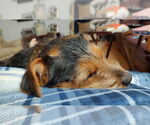 Small #4 Border Terrier Mix