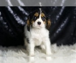 Small Photo #33 Cavalier King Charles Spaniel Puppy For Sale in WARSAW, IN, USA