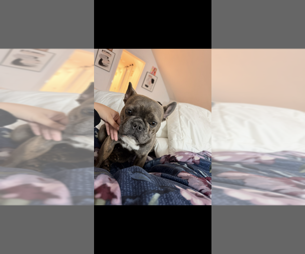 Medium Photo #3 French Bulldog Puppy For Sale in GANSEVOORT, NY, USA
