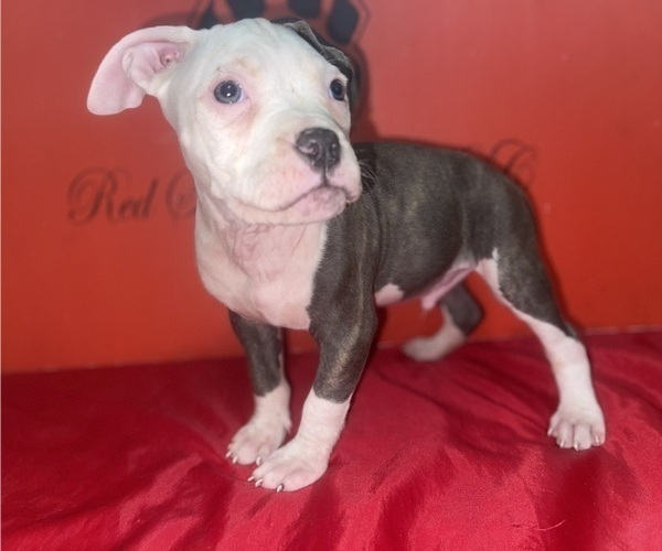 Medium Photo #7 American Pit Bull Terrier Puppy For Sale in TRENTON, NJ, USA