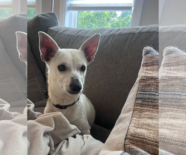 Medium Photo #6 Chihuahua-Unknown Mix Puppy For Sale in Omaha, NE, USA