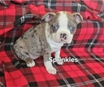 Puppy Sprinkles Bulldog