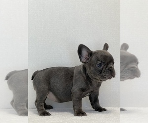 French Bulldog Puppy for sale in MODESTO, CA, USA