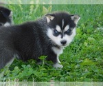 Small Photo #7 Siberian Husky Puppy For Sale in CLARKRANGE, TN, USA