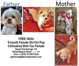 ShiChi Dogs for adoption in DESERT HOT SPRINGS, CA, USA