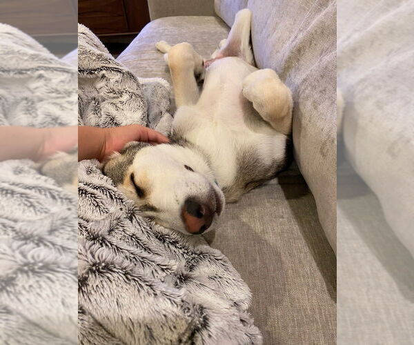 Medium Photo #3 Gerberian Shepsky Puppy For Sale in Brewster, NY, USA