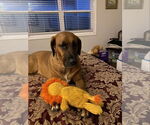 Small #2 Redbone Coonhound Mix