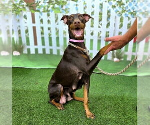 Doberman Pinscher Dogs for adoption in Long Beach, CA, USA